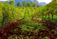 Hunter Valley Vineyards © F Delventhal